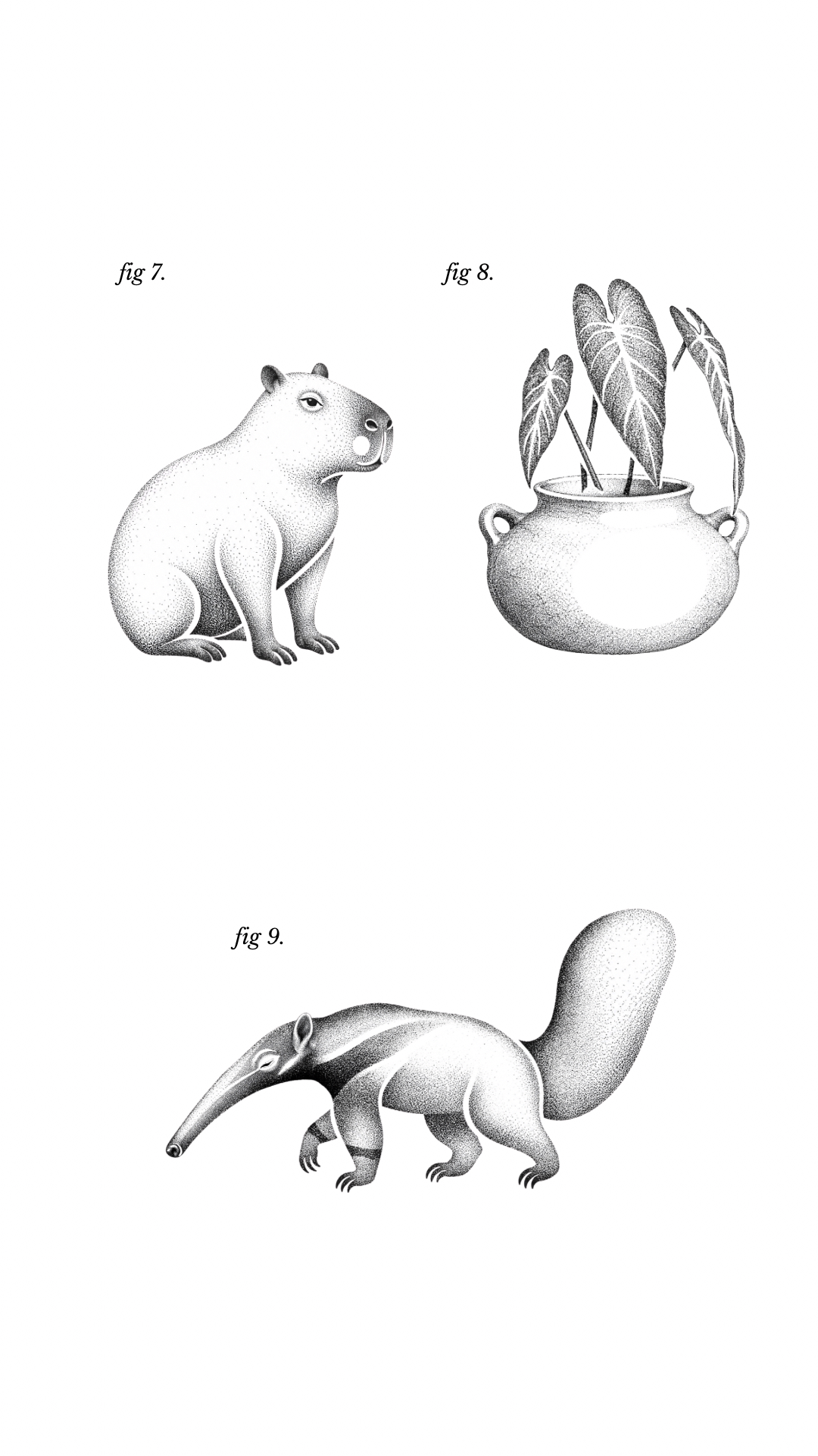 Ilustraciones 7 a 9: capibara, planta en recipiente y oso hormiguero