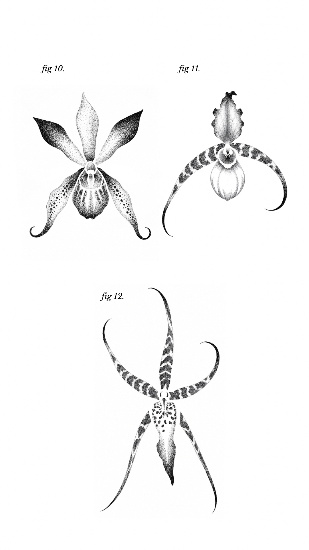 Ilustraciones 10 a 12: tres orquídeas en puntillismo