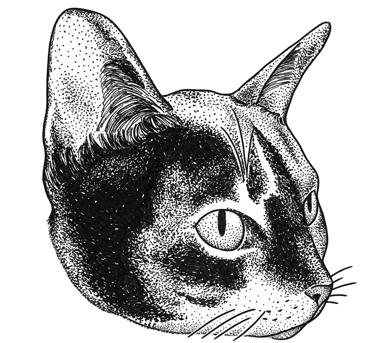 Dibujo de Laura: una cabeza de gato de perfil en puntillismo